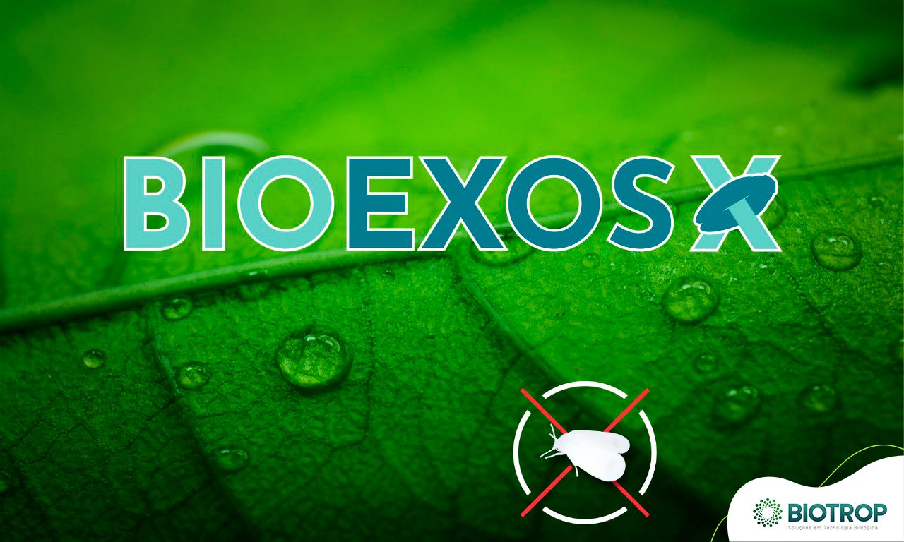 Manejo de la mosca blanca: conozca el diferencial del Bioexos